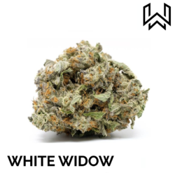 FLEUR CBD WHITE WIDOW