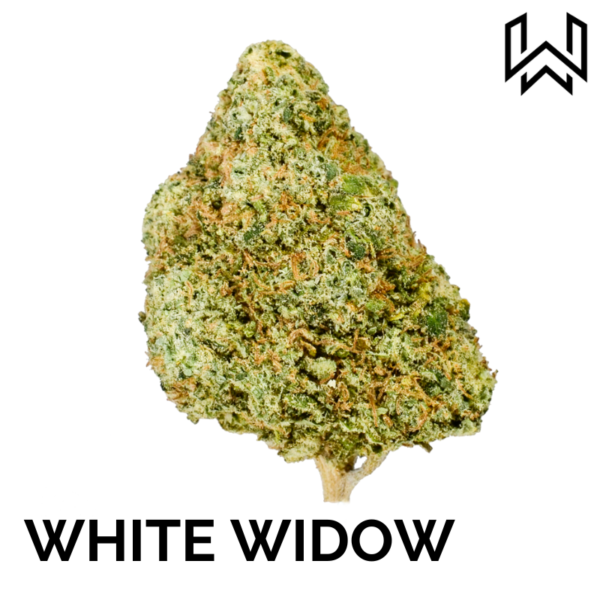 WHITE WIDOW