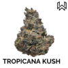 TROPICANA KUSH