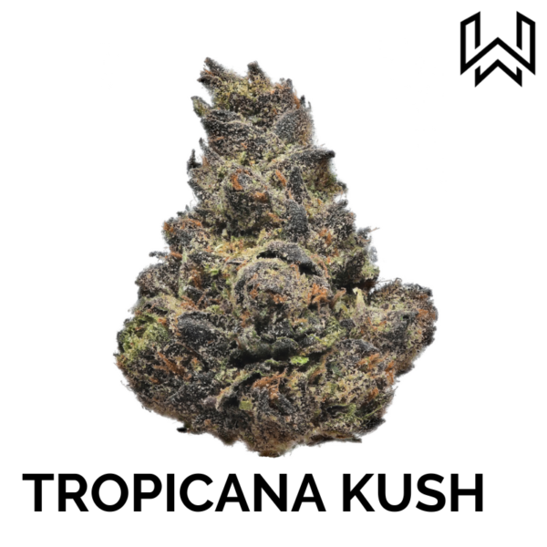 TROPICANA KUSH