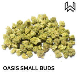 OASIS SMALL BUDS