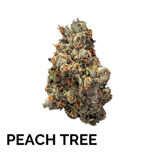 PEACH TREE