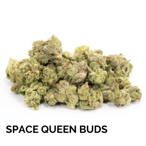 SPACE QUEEN BUDS