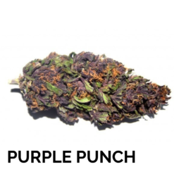 PURPLE PUNCH