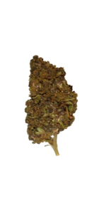 PURPLE PUNCH